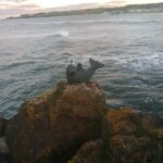 A statue of a seal pup on a rock waving to the camera.