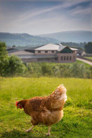 A free range chicken in a field.